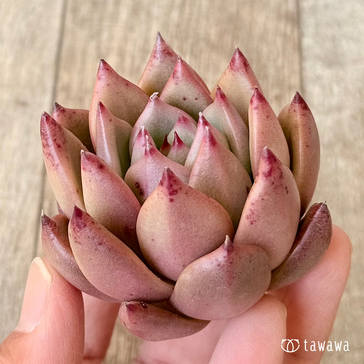 Giant Pink (Air Magic Nursery seedling)