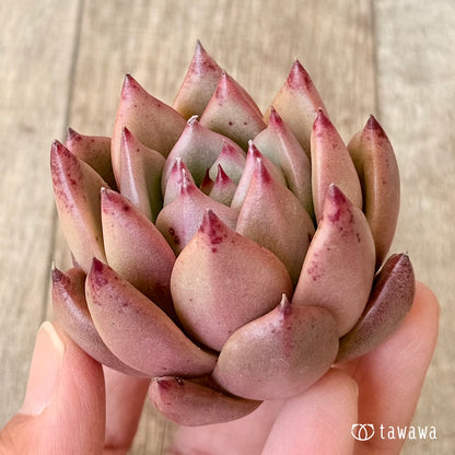 ＊新入荷＊　ジャイアントピンク（エアーマジック農園苗）