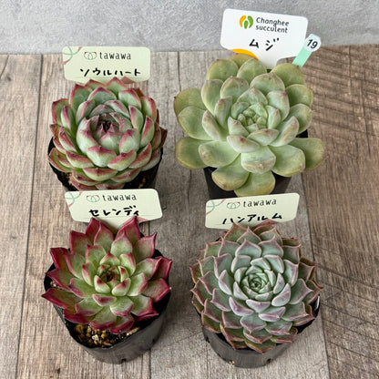 6-seedling set (Chanhee Farm) [Tawawa House seedlings]