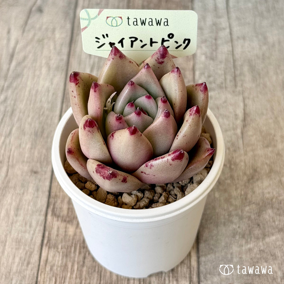 ＊新入荷＊　ジャイアントピンク（エアーマジック農園苗）