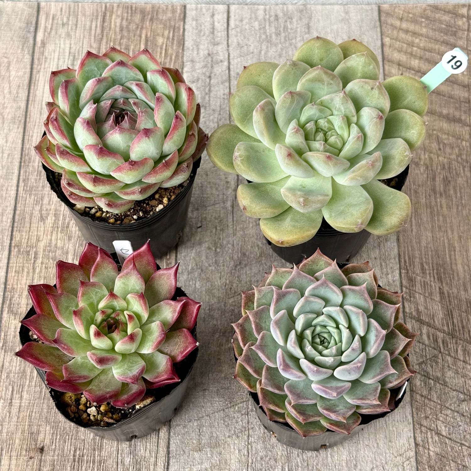 6-seedling set (Chanhee Farm) [Tawawa House seedlings]