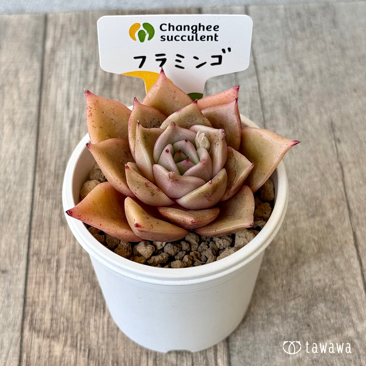 フラミンゴ（チャンヒー農園苗） – 多肉植物の通販・販売サイト tawawa