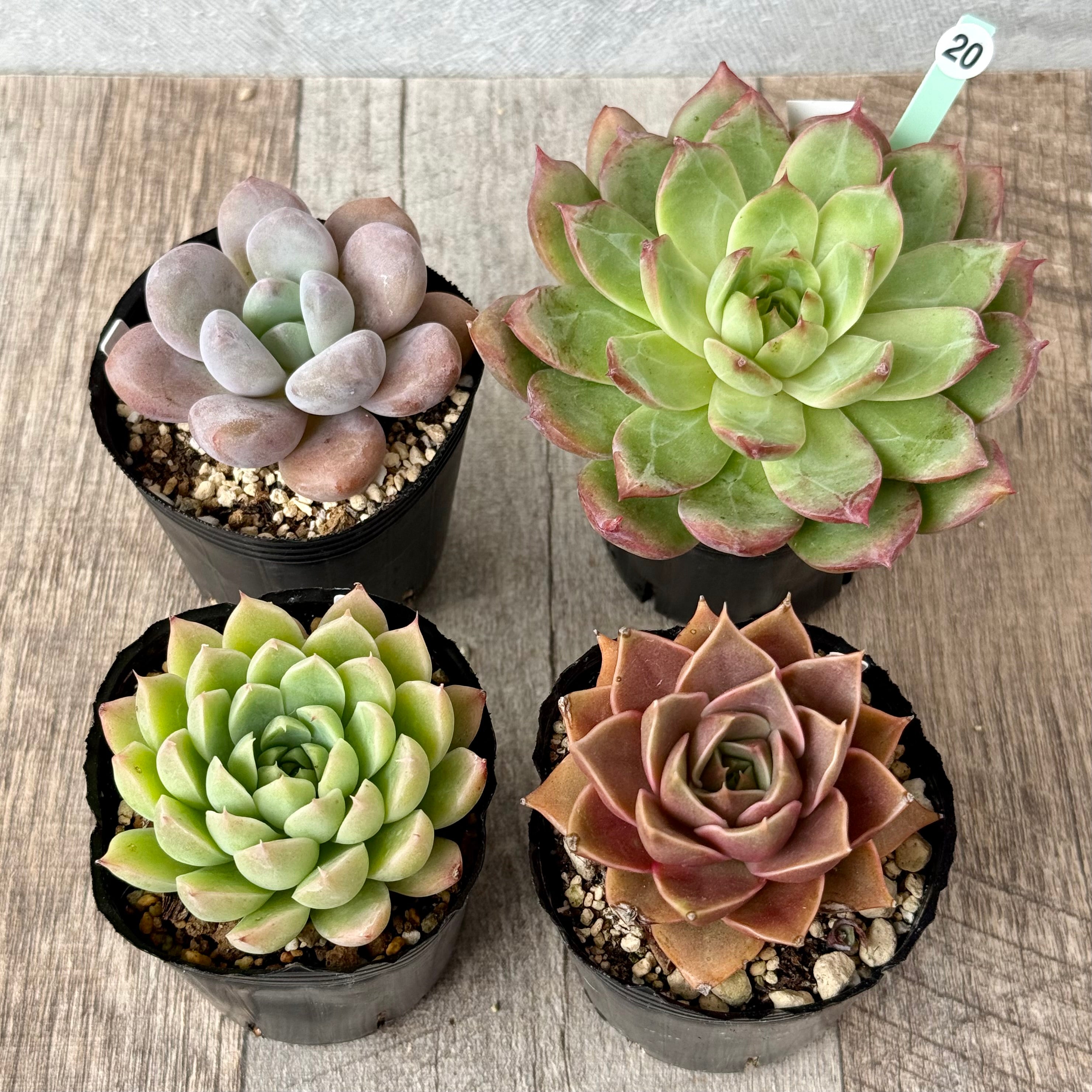 6-seedling set (Chanhee Farm) [Tawawa House seedlings]