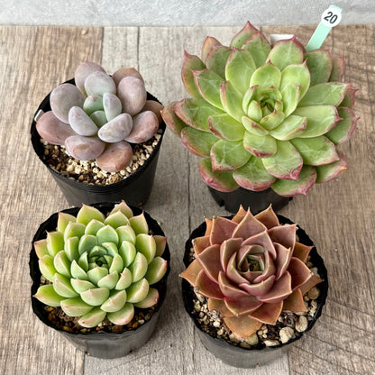 6-seedling set (Chanhee Farm) [Tawawa House seedlings]