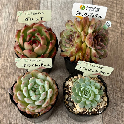 6-seedling set (Chanhee Farm) [Tawawa House seedlings]