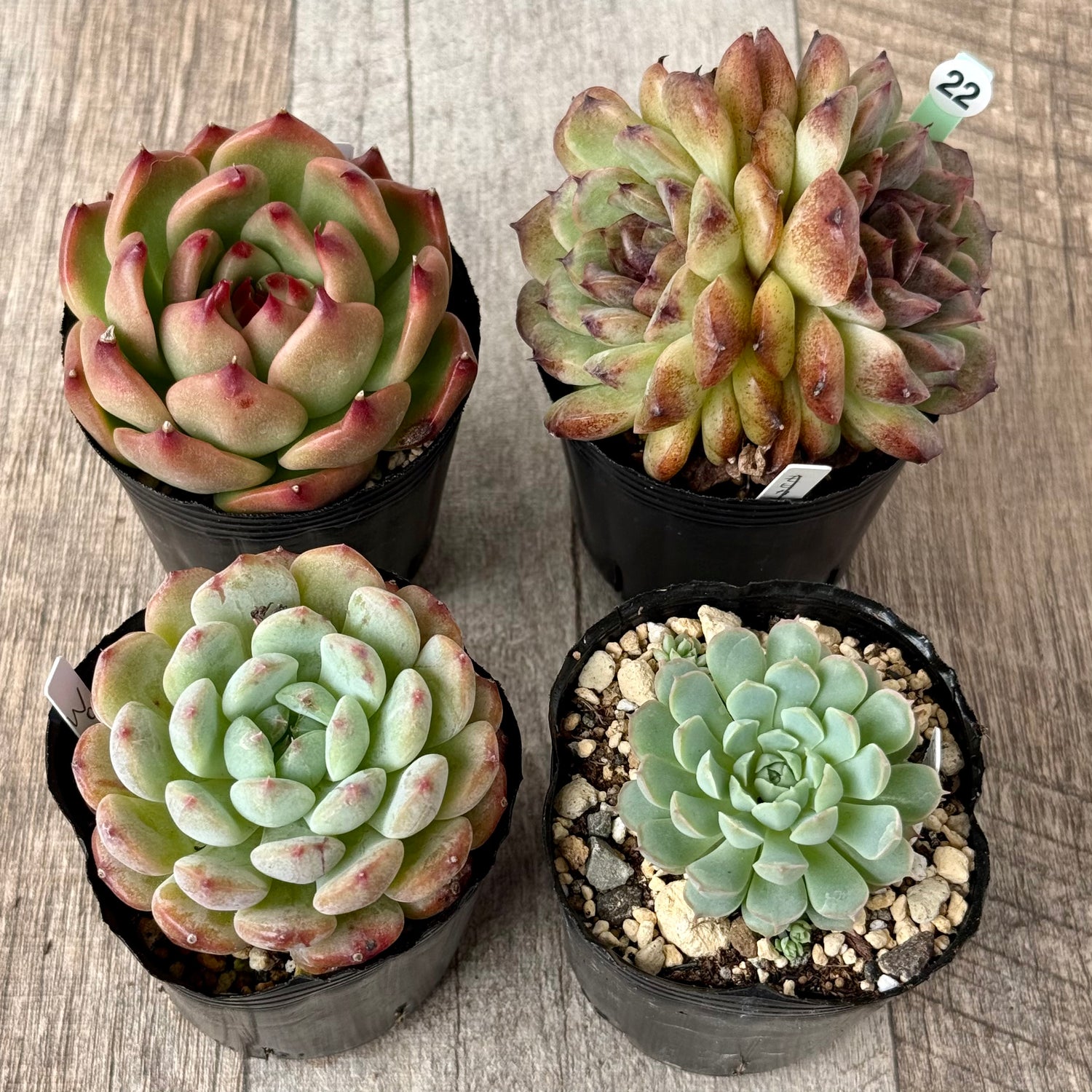 6-seedling set (Chanhee Farm) [Tawawa House seedlings]