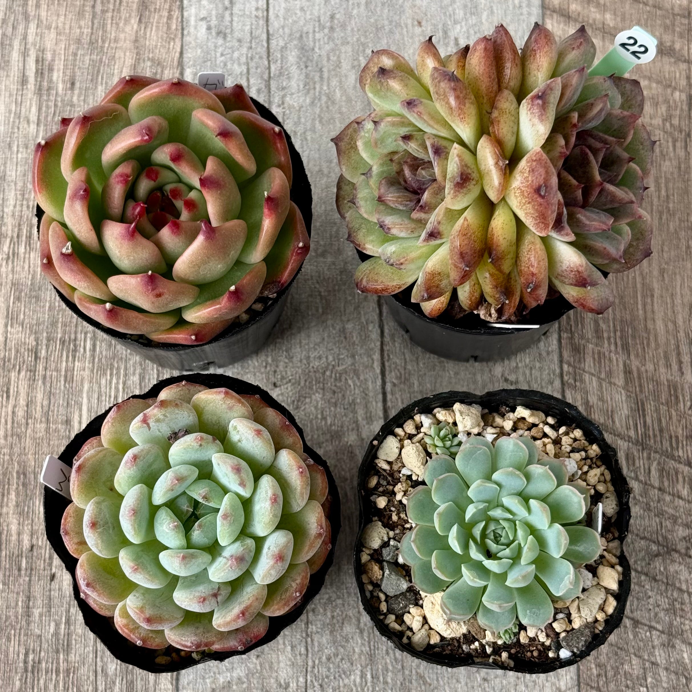 6-seedling set (Chanhee Farm) [Tawawa House seedlings]