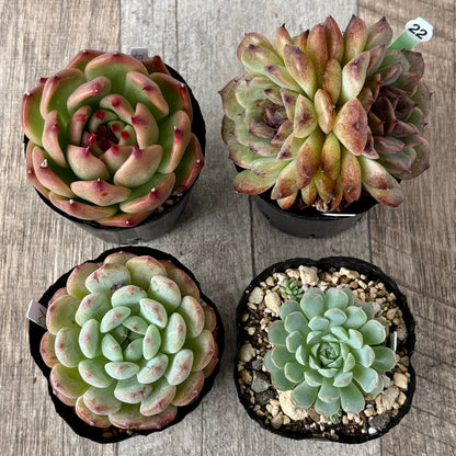 6-seedling set (Chanhee Farm) [Tawawa House seedlings]