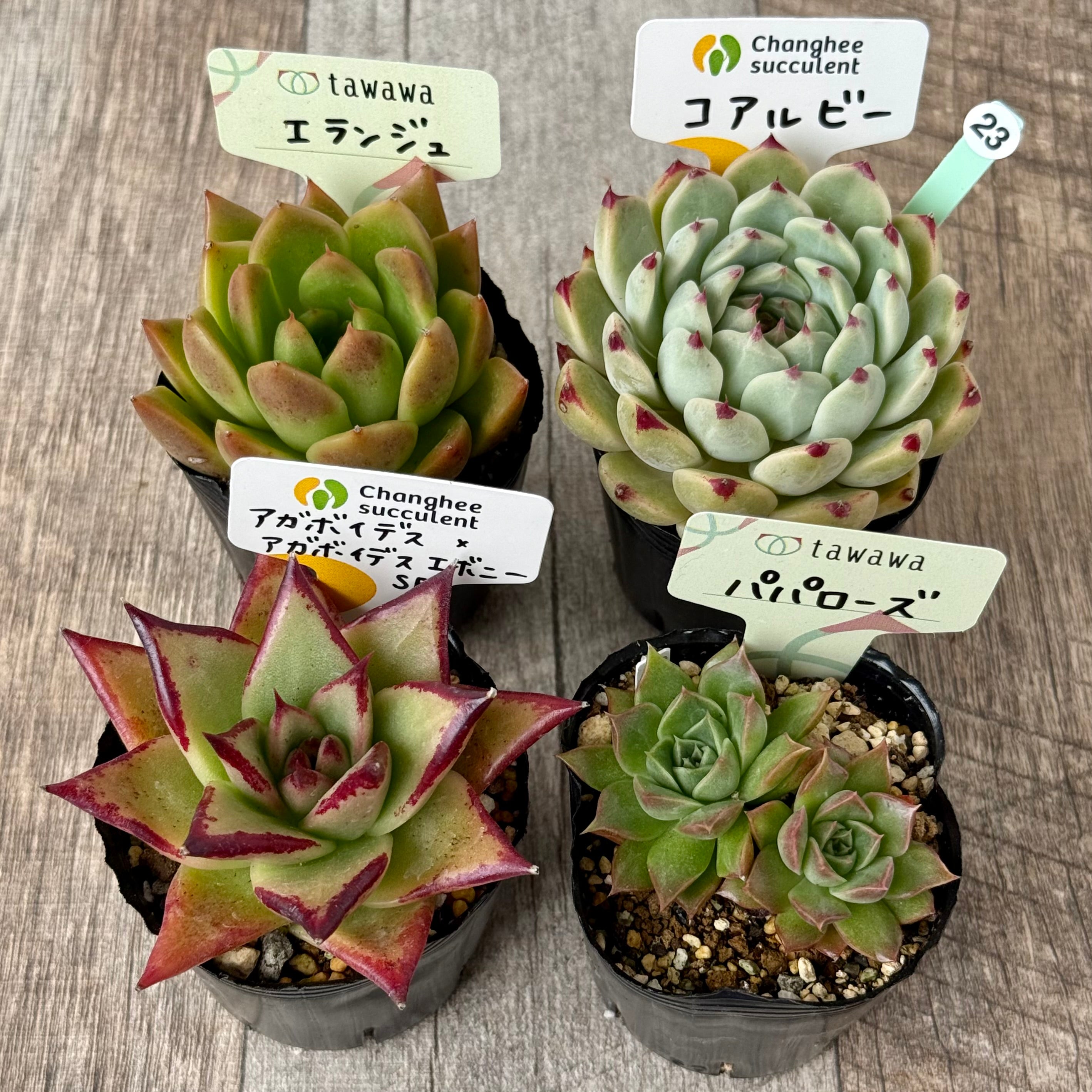 6-seedling set (Chanhee Farm) [Tawawa House seedlings]