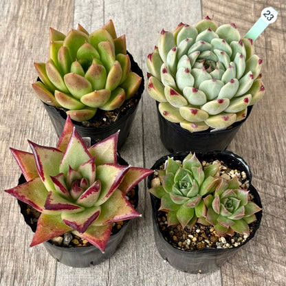 6-seedling set (Chanhee Farm) [Tawawa House seedlings]