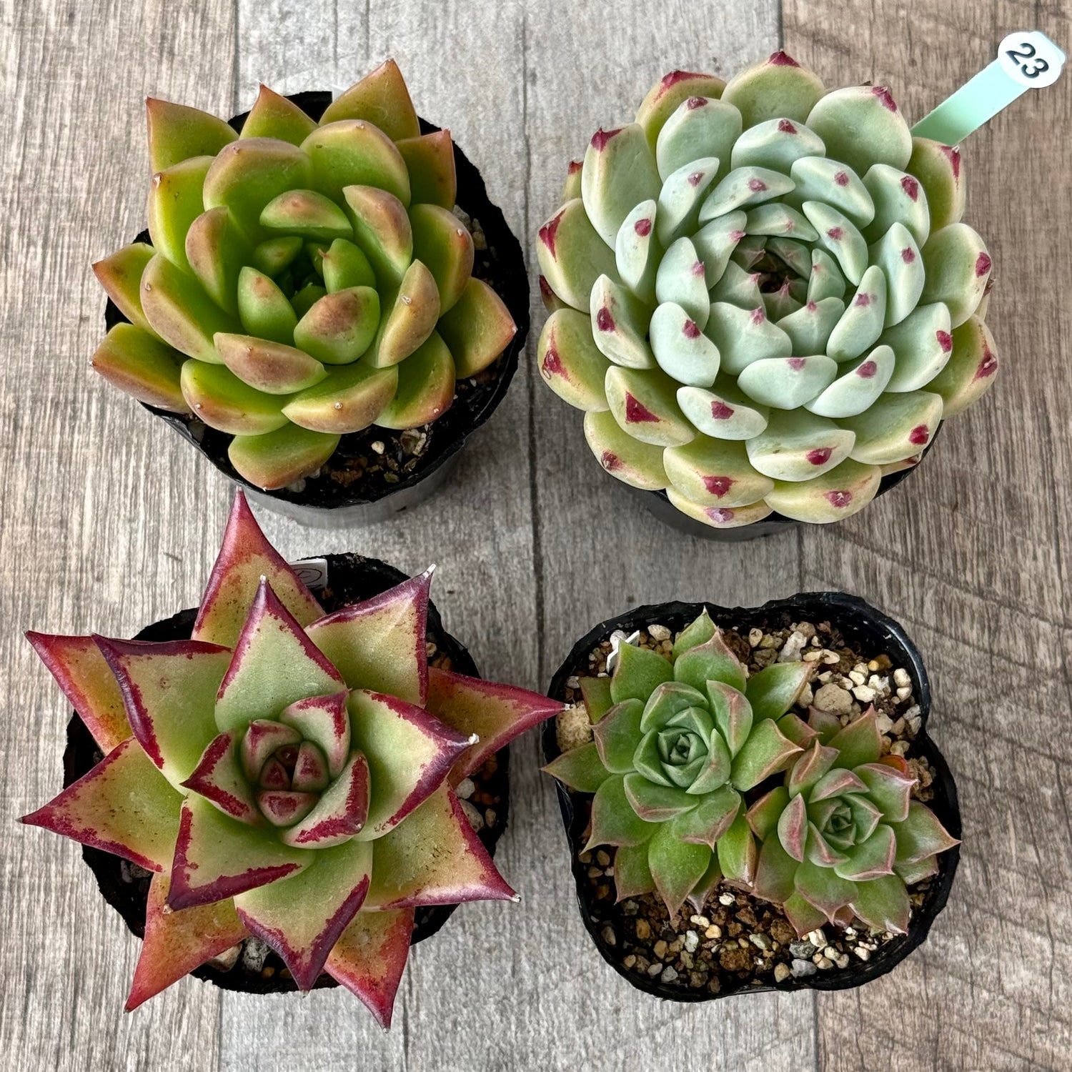 6-seedling set (Chanhee Farm) [Tawawa House seedlings]