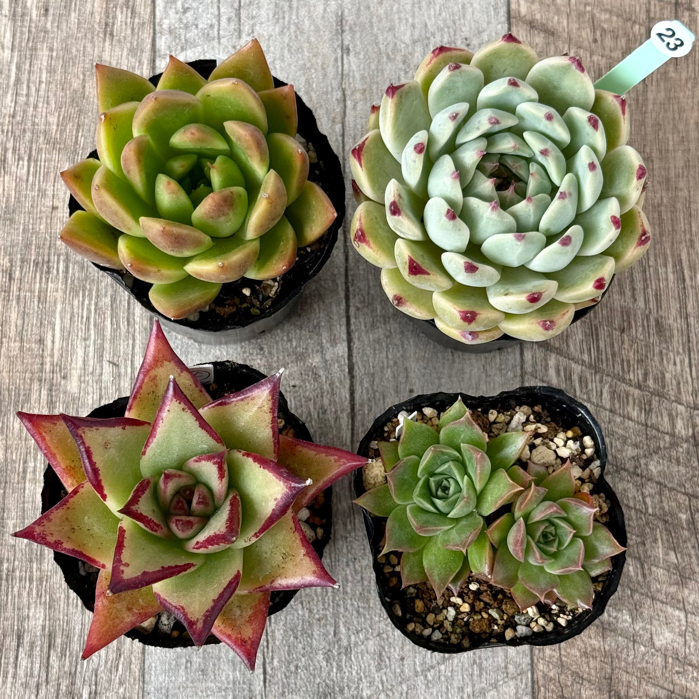 6-seedling set (Chanhee Farm) [Tawawa House seedlings]