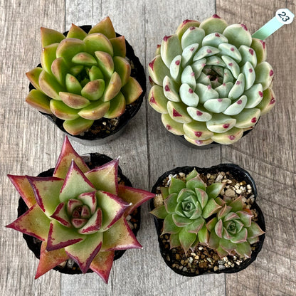 6-seedling set (Chanhee Farm) [Tawawa House seedlings]