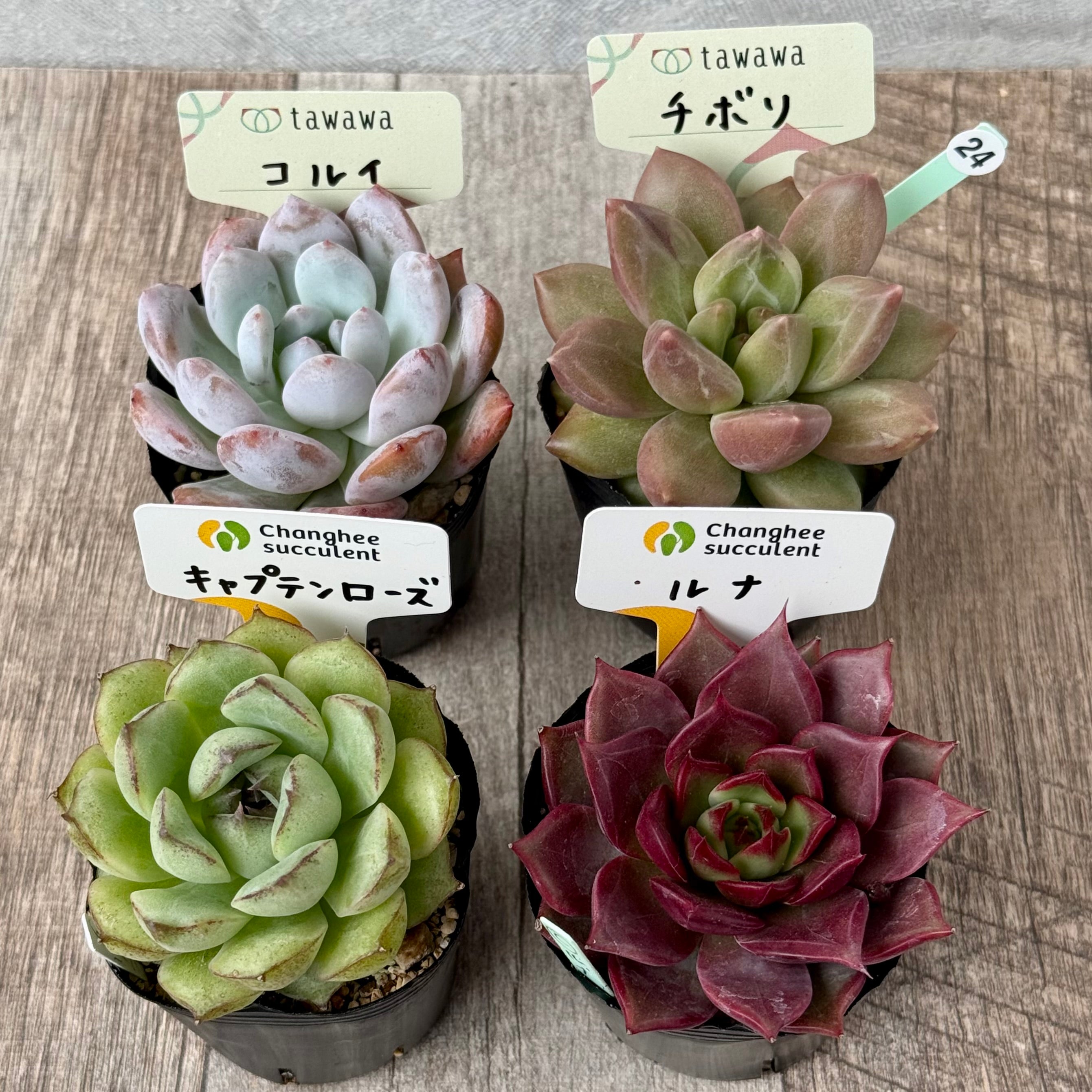 6-seedling set (Chanhee Farm) [Tawawa House seedlings]