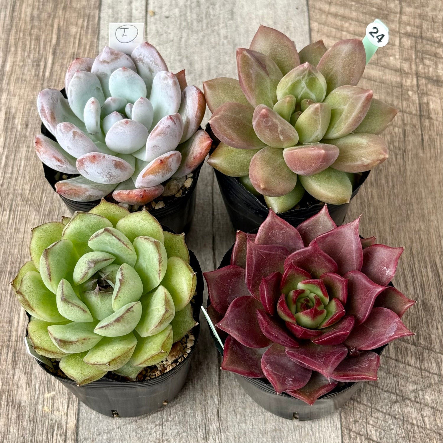 6-seedling set (Chanhee Farm) [Tawawa House seedlings]