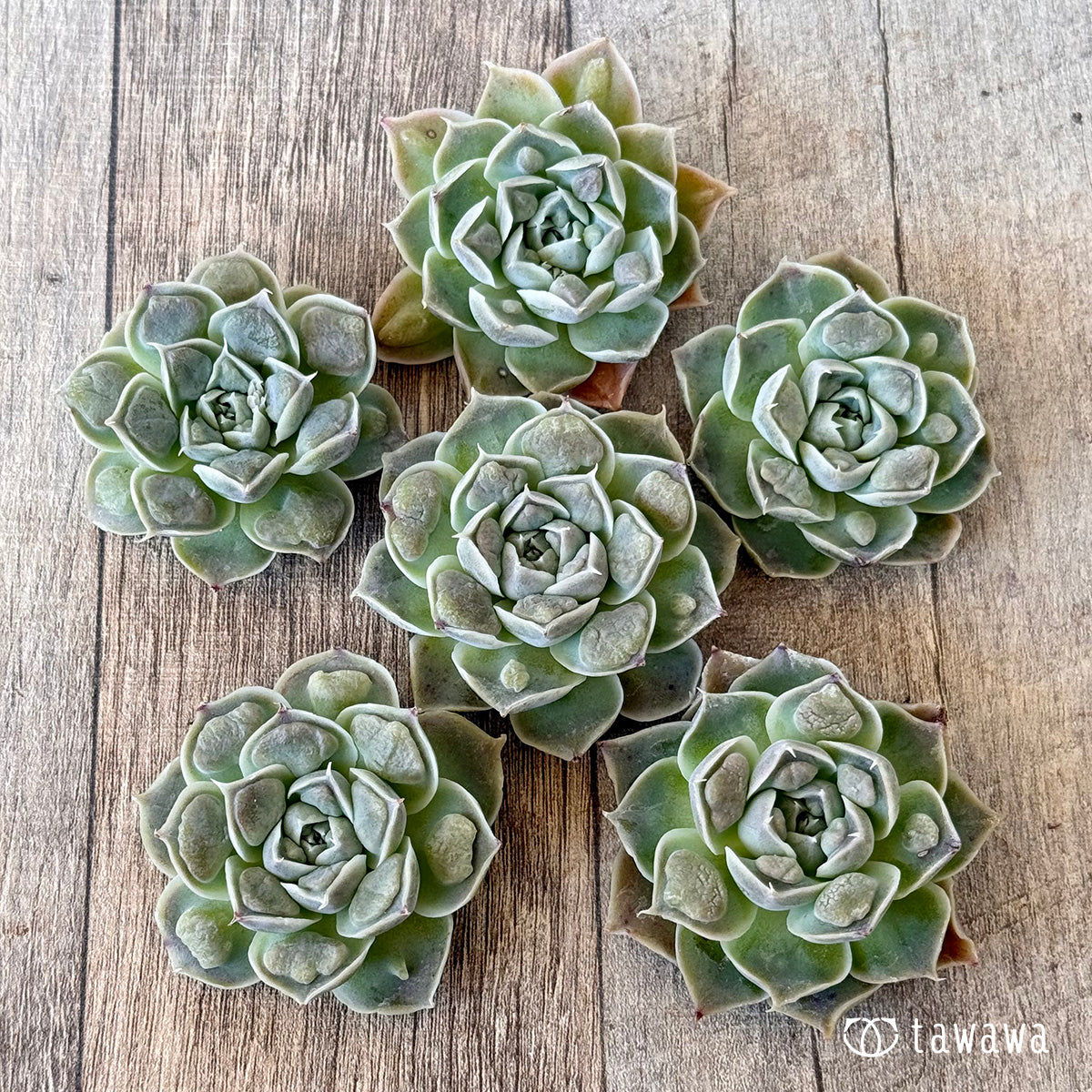 ＊新入荷＊　エンジェルズティア（チャンヒー農園苗）