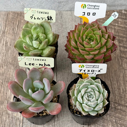 6-seedling set (Chanhee Farm) [Tawawa House seedlings]