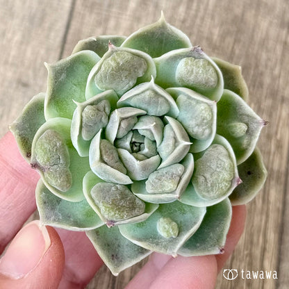 ＊新入荷＊　エンジェルズティア（チャンヒー農園苗）