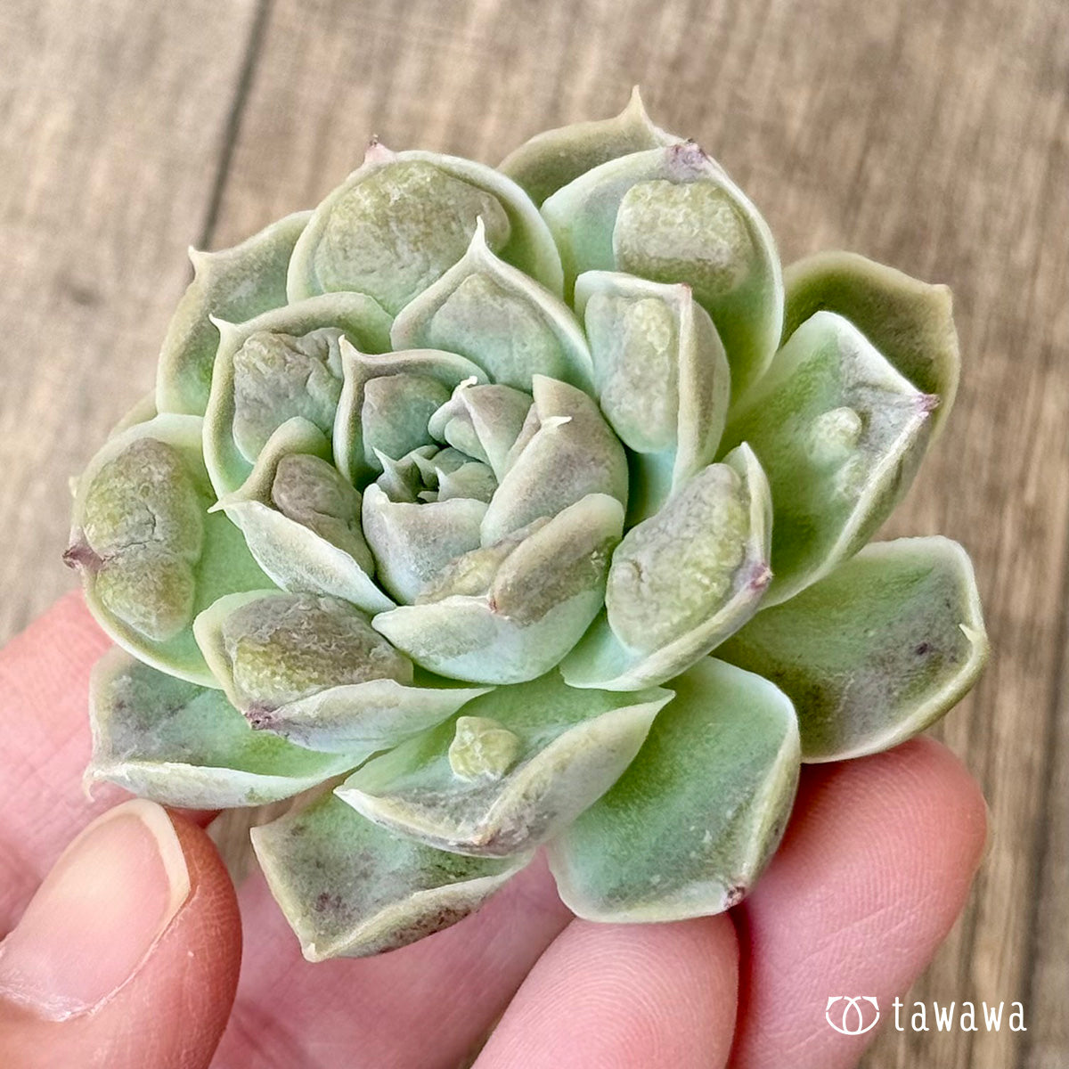 ＊新入荷＊　エンジェルズティア（チャンヒー農園苗）