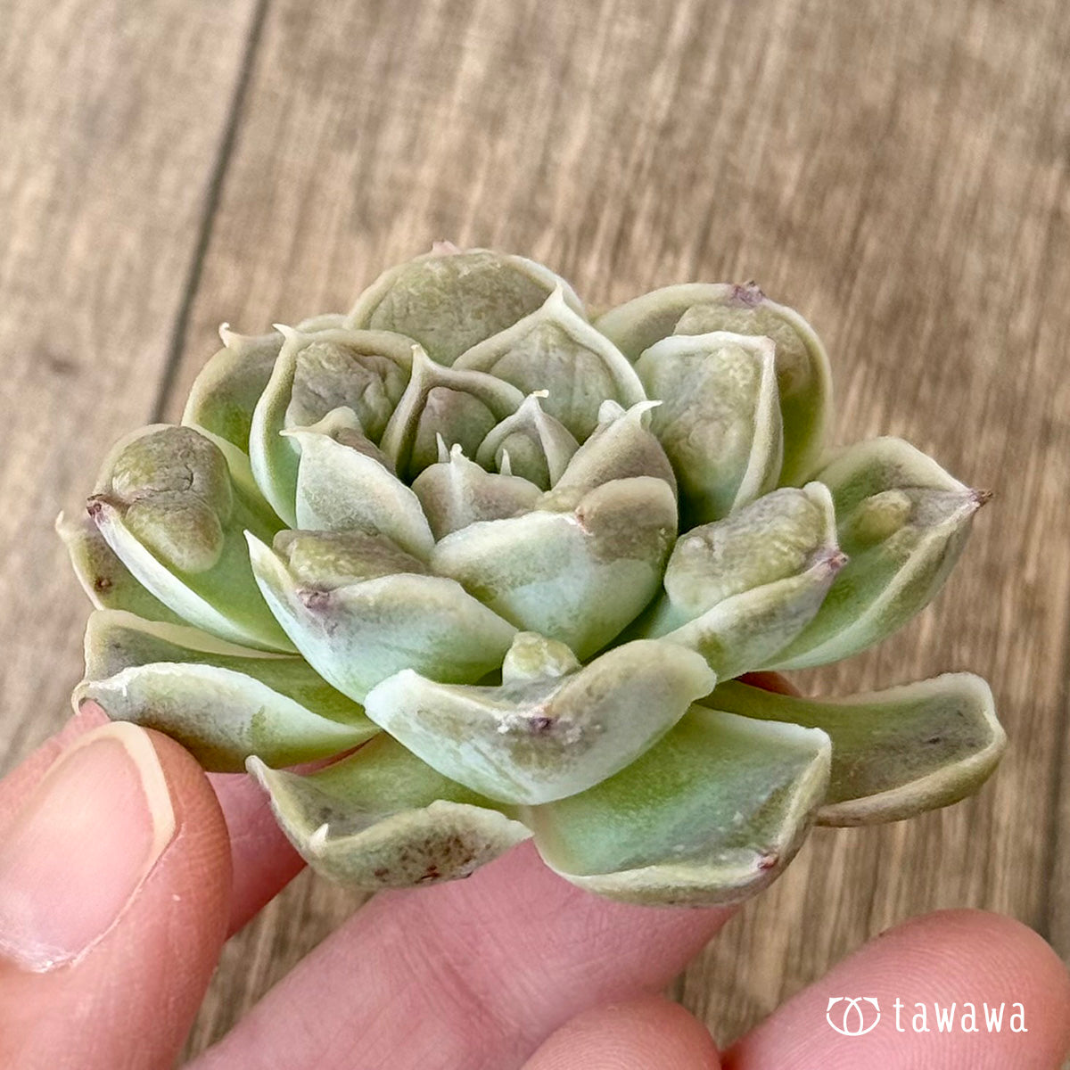 ＊新入荷＊　エンジェルズティア（チャンヒー農園苗）