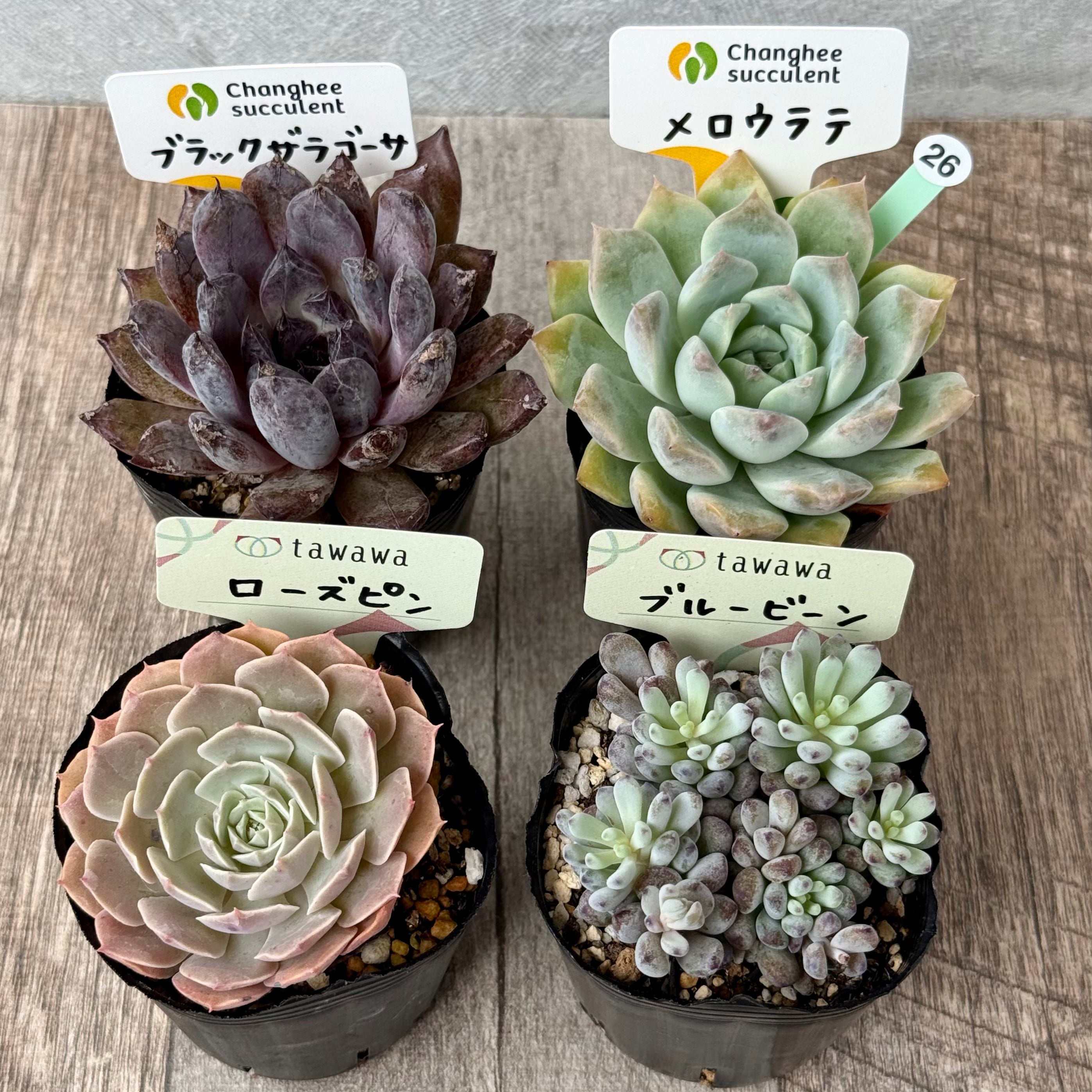 6-seedling set (Chanhee Farm) [Tawawa House seedlings]