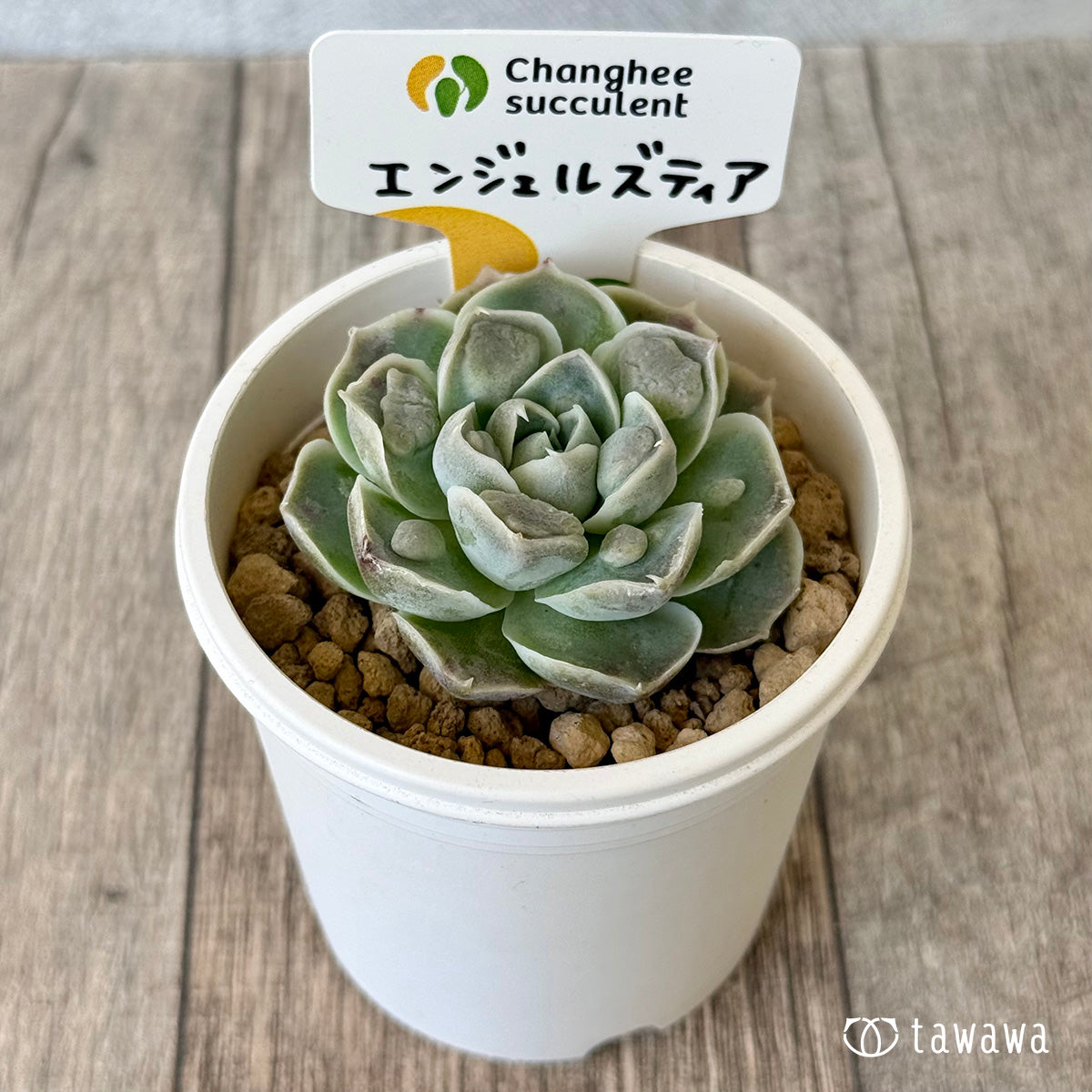 ＊新入荷＊　エンジェルズティア（チャンヒー農園苗）