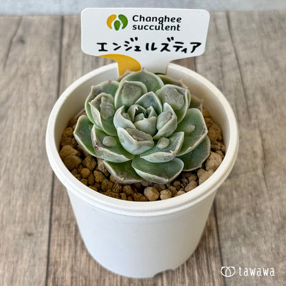 ＊新入荷＊　エンジェルズティア（チャンヒー農園苗）