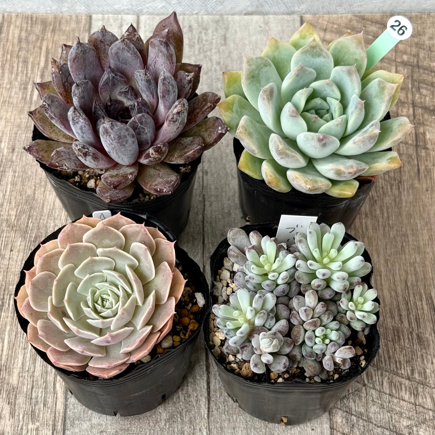 6-seedling set (Chanhee Farm) [Tawawa House seedlings]