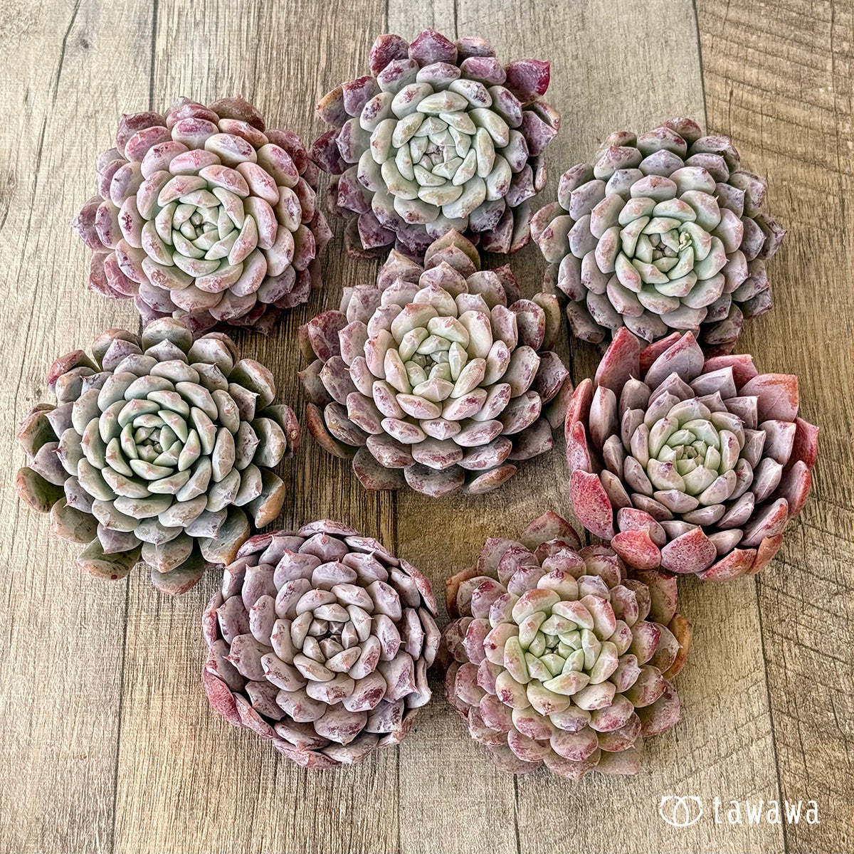チャンヒー農場◎スノーピーク◎多肉植物 カット苗 輸入苗 エケベリア等 3/9発売】スノーピーク（チャンヒー農園苗） – 多肉植物の通販・販売
