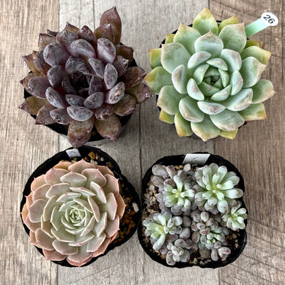6-seedling set (Chanhee Farm) [Tawawa House seedlings]