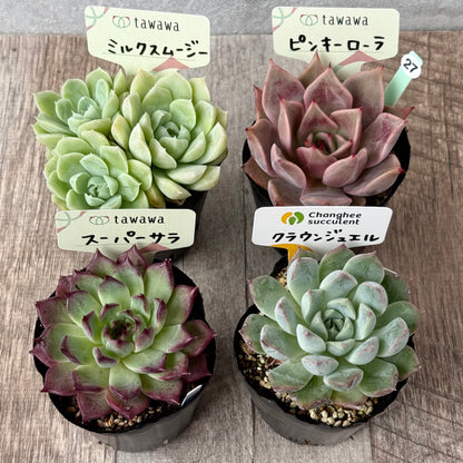 6-seedling set (Chanhee Farm) [Tawawa House seedlings]