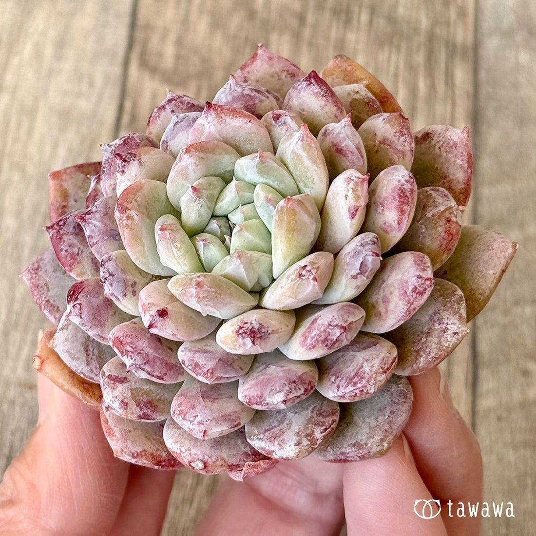 페로몬 (챔피언 모종)