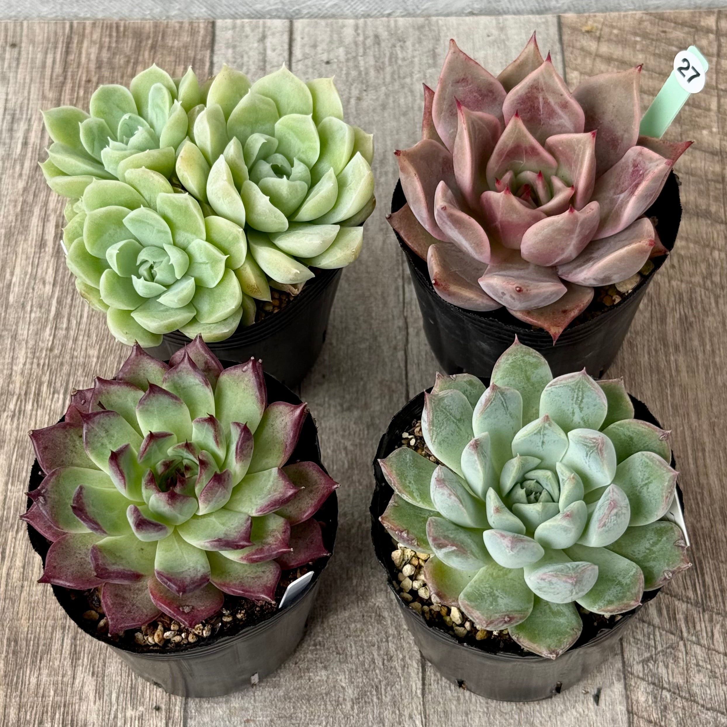 6-seedling set (Chanhee Farm) [Tawawa House seedlings]