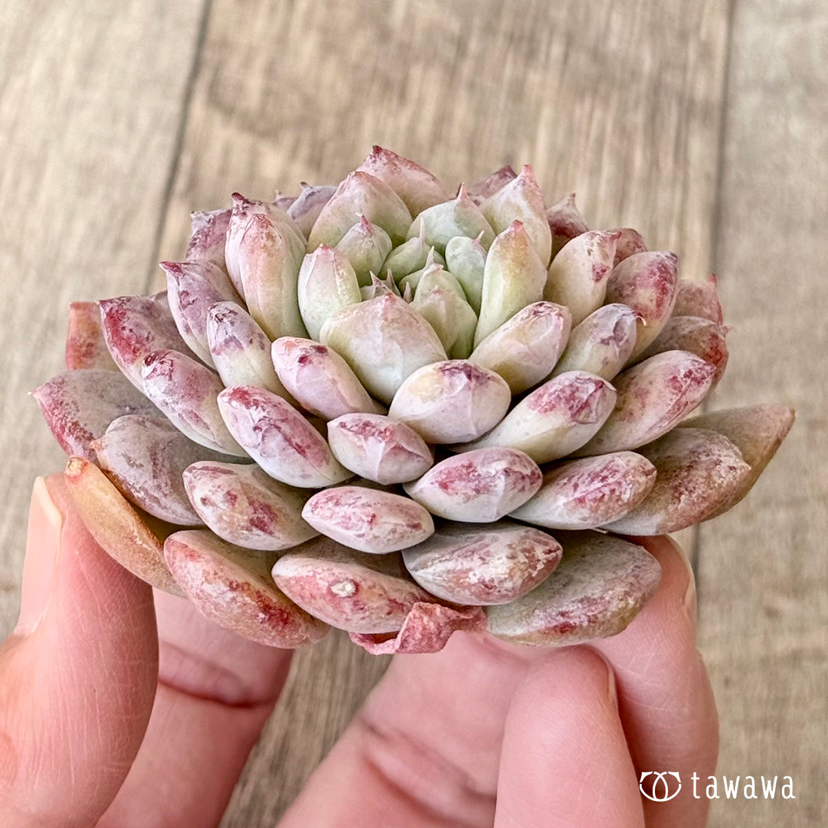 スノーピーク（チャンヒー農園苗） – 多肉植物の通販・販売サイト tawawa