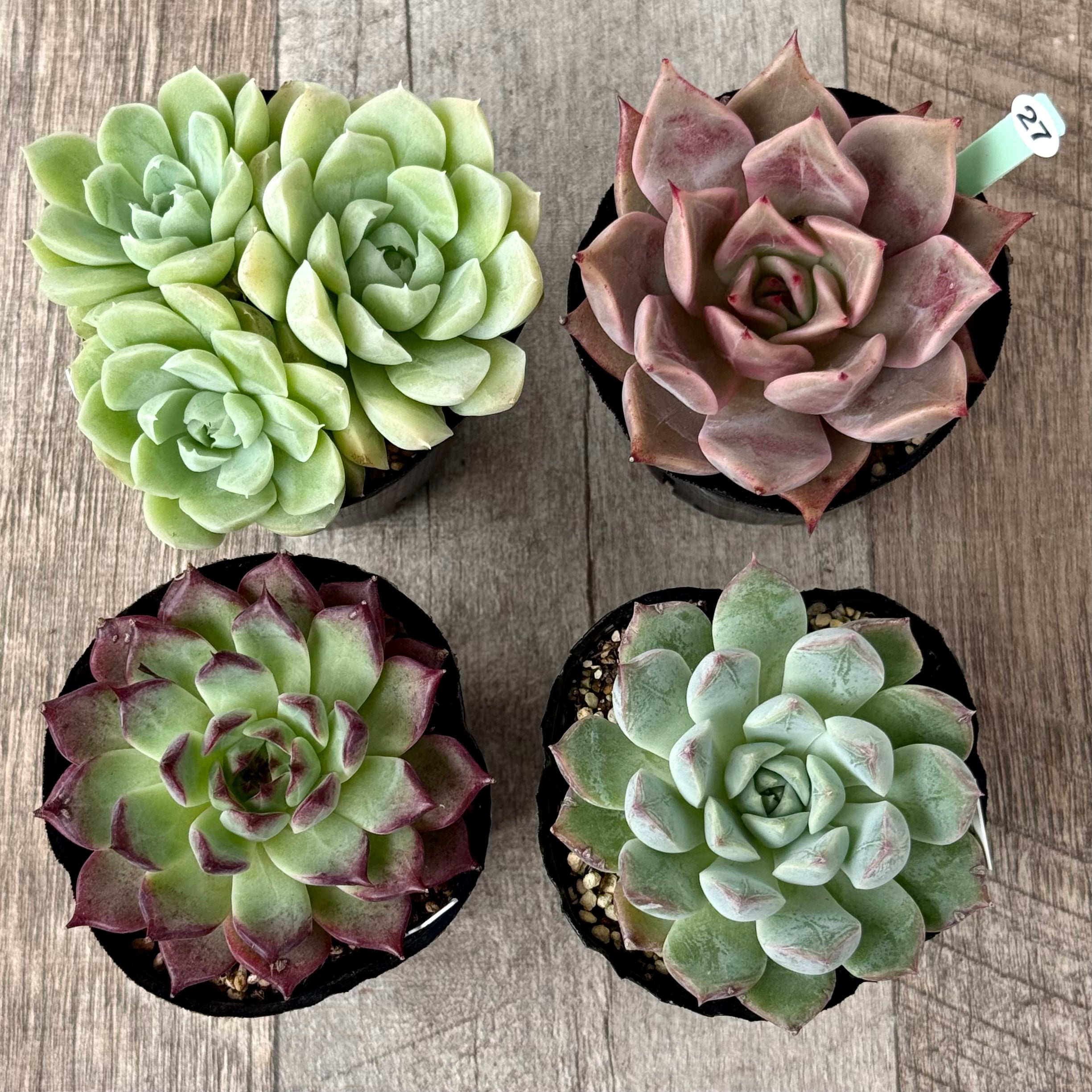 6-seedling set (Chanhee Farm) [Tawawa House seedlings]