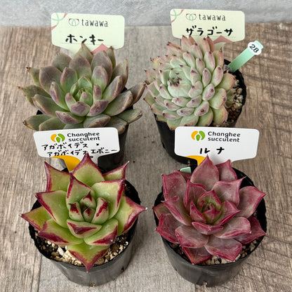 6-seedling set (Chanhee Farm) [Tawawa House seedlings]