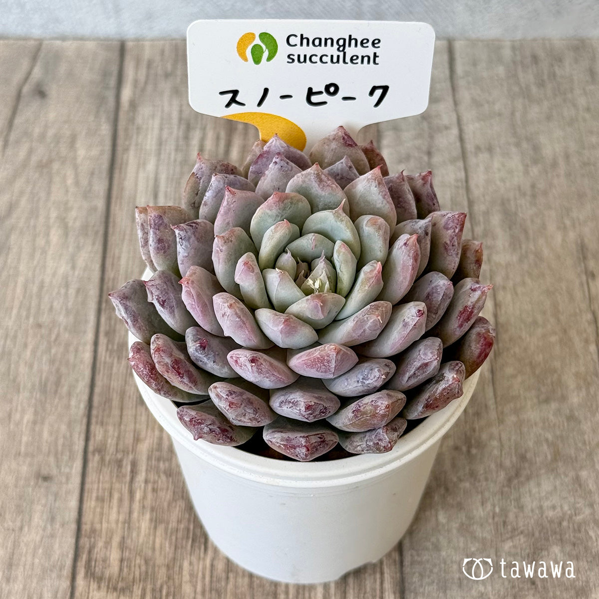 3/9発売】スノーピーク（チャンヒー農園苗） – 多肉植物の通販・販売
