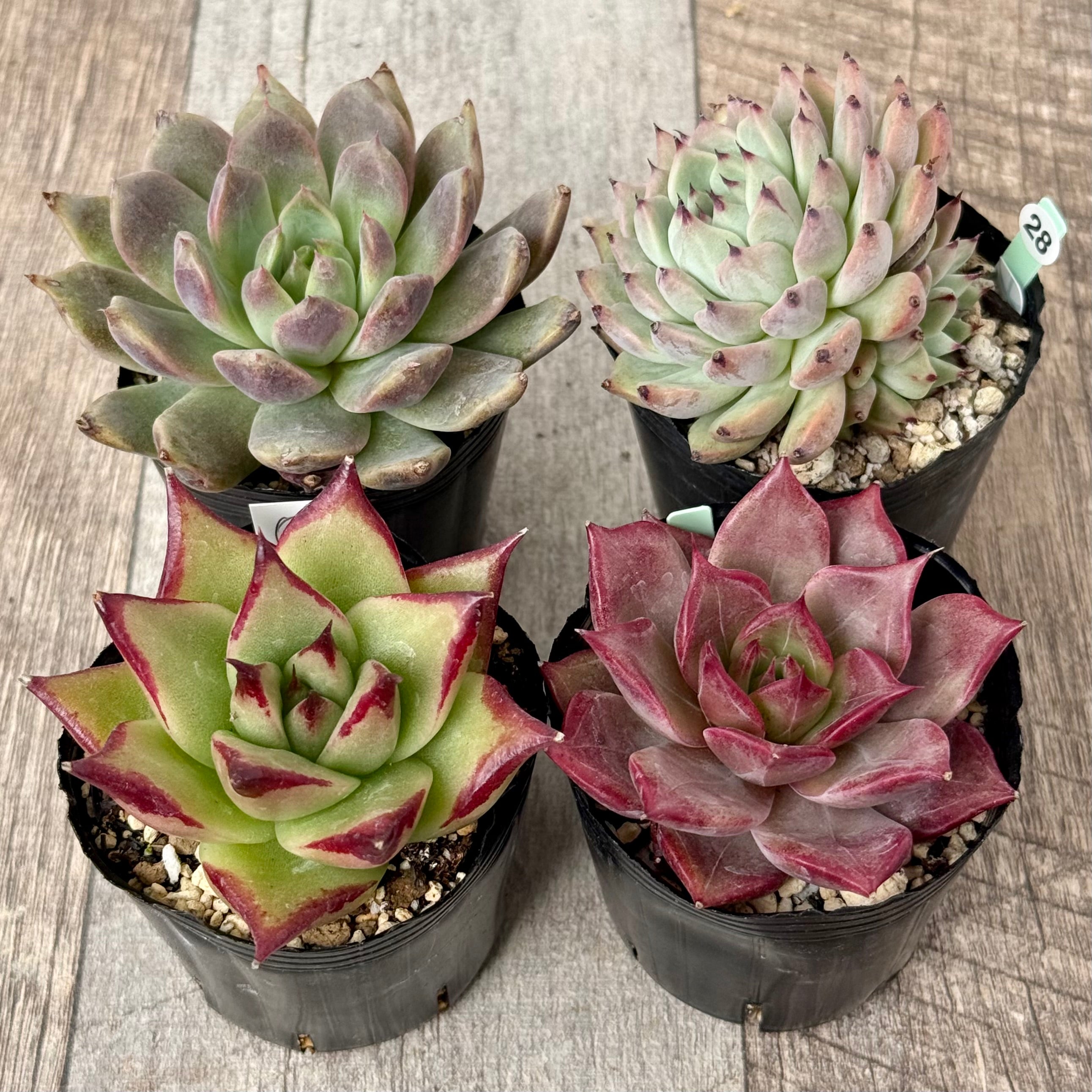 6-seedling set (Chanhee Farm) [Tawawa House seedlings]