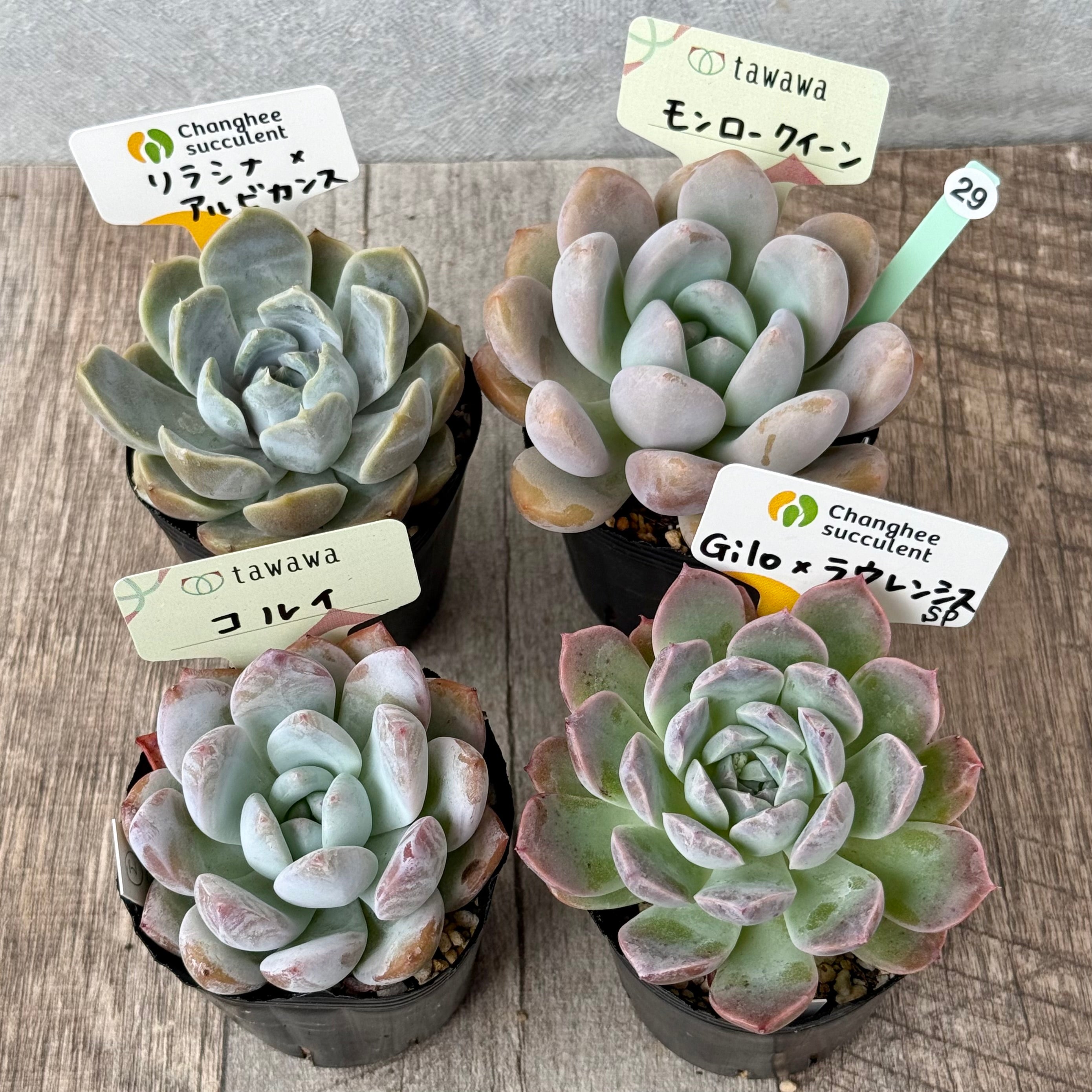 6-seedling set (Chanhee Farm) [Tawawa House seedlings]