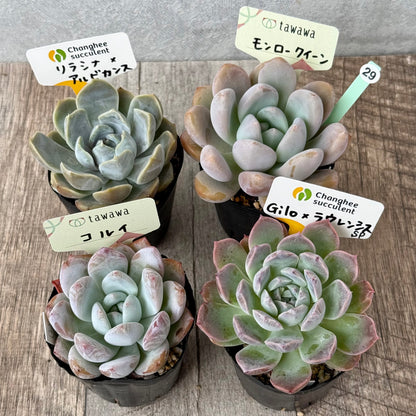 6-seedling set (Chanhee Farm) [Tawawa House seedlings]