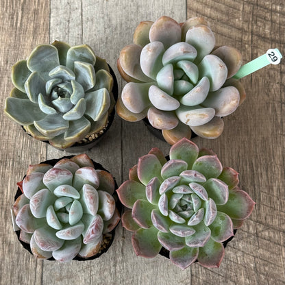 6-seedling set (Chanhee Farm) [Tawawa House seedlings]