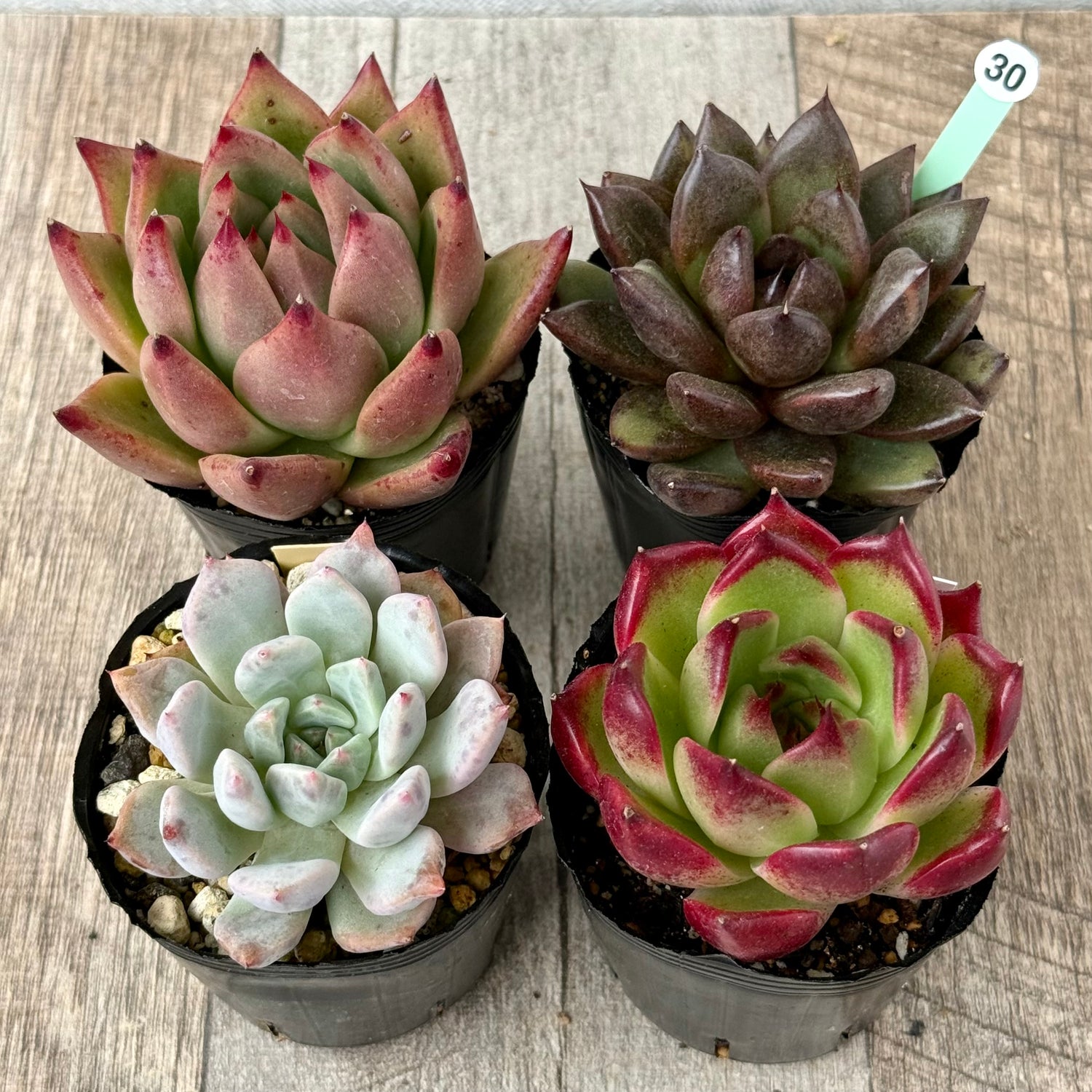 6-seedling set (Chanhee Farm) [Tawawa House seedlings]