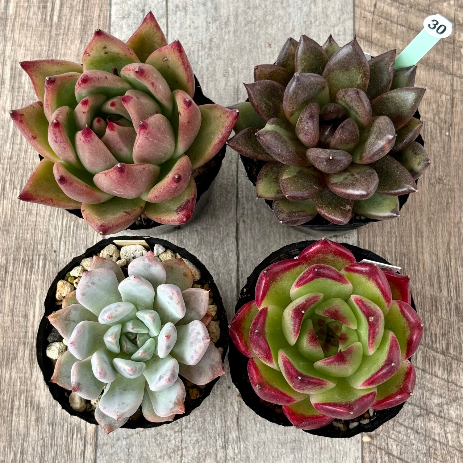 6-seedling set (Chanhee Farm) [Tawawa House seedlings]