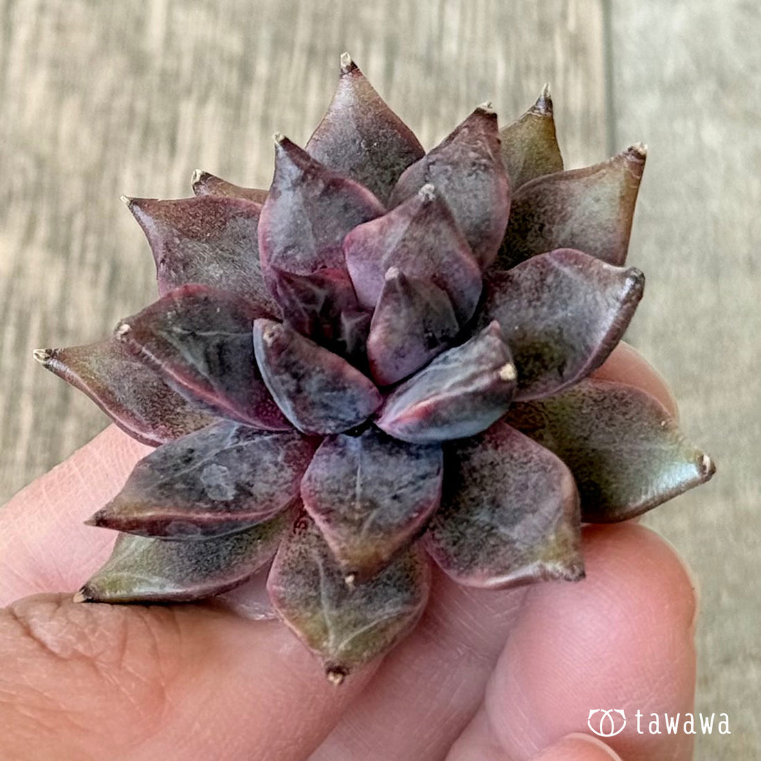 ＊新入荷＊　CH244（チャンヒー農園苗）