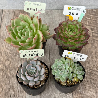 6-seedling set (Chanhee Farm) [Tawawa House seedlings]