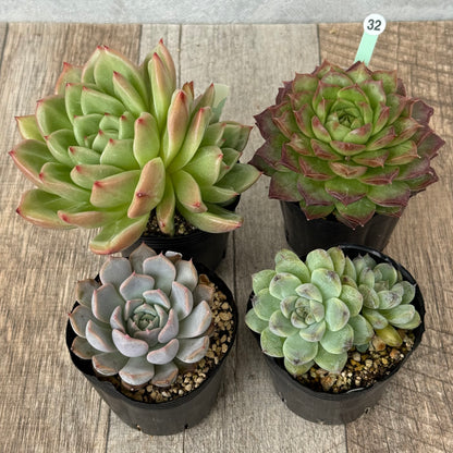 6-seedling set (Chanhee Farm) [Tawawa House seedlings]