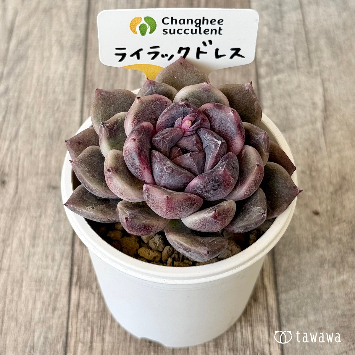 ライラックドレス【単頭】（チャンヒー農園苗）