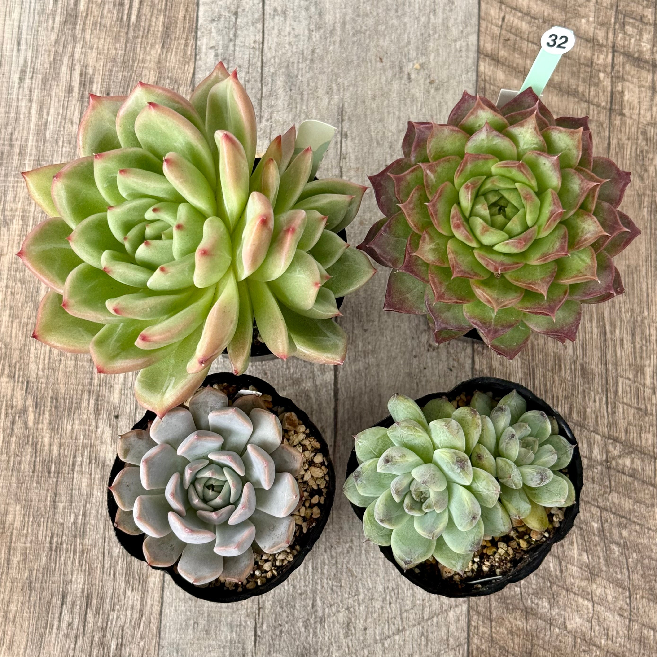 6-seedling set (Chanhee Farm) [Tawawa House seedlings]