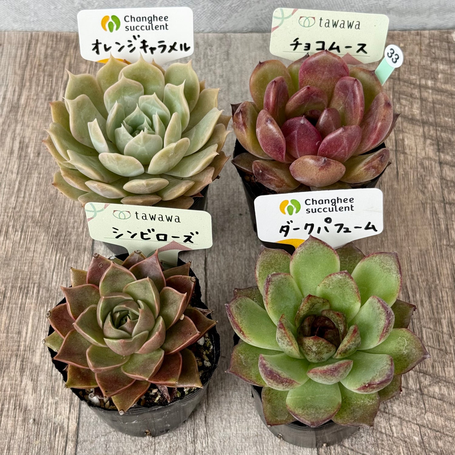 6-seedling set (Chanhee Farm) [Tawawa House seedlings]