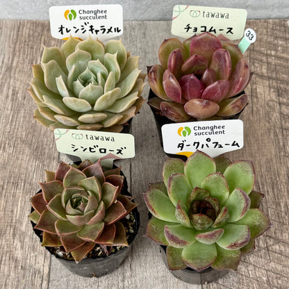 6-seedling set (Chanhee Farm) [Tawawa House seedlings]